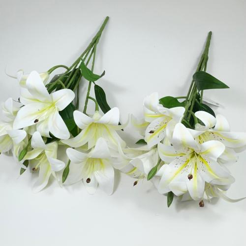 ورد كازابلانكا (ليليوم)