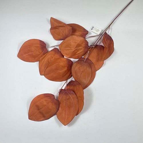 اغصان اوراق يوكليبتوس