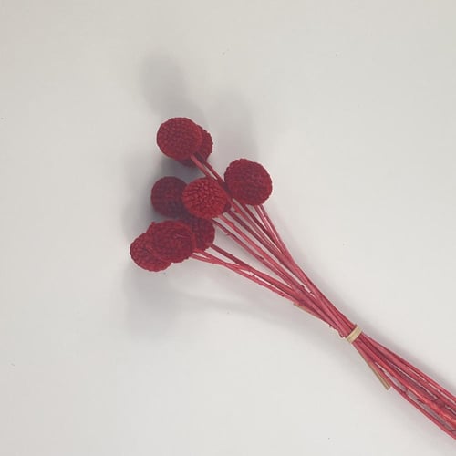 اغصان مجففة ملونة أنيقة