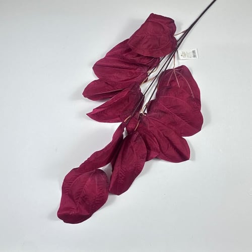 اغصان اوراق يوكليبتوس