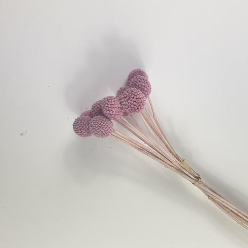 اغصان مجففة ملونة أنيقة