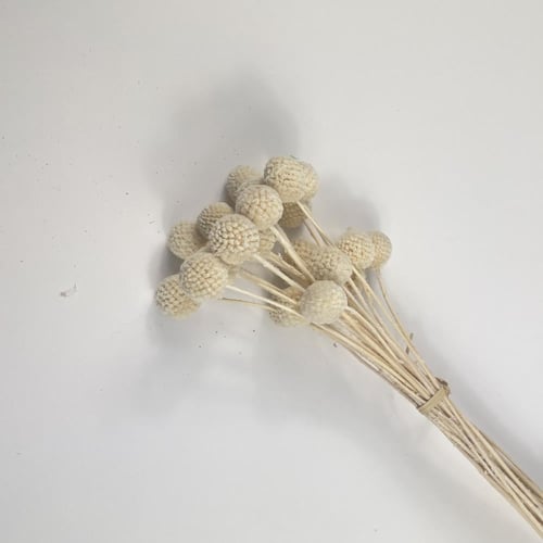 اغصان مجففة ملونة أنيقة