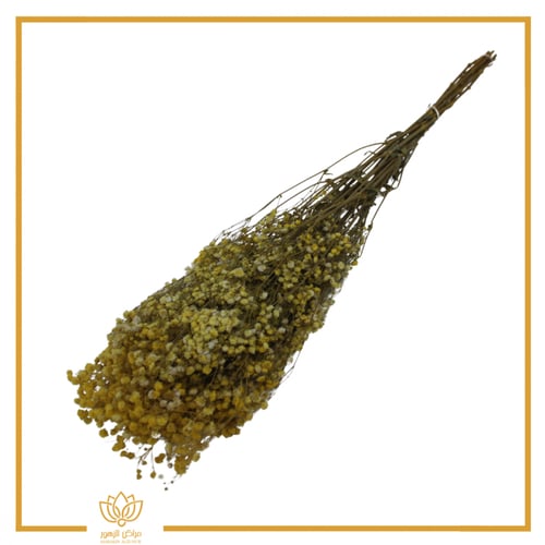 جبسوفيليا طبيعي مجفف