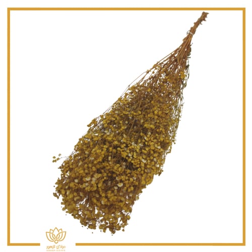 جبسوفيليا طبيعي مجفف