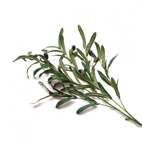 اغصان زيتون