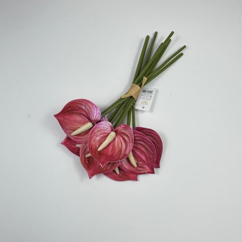 ورد انثريوم بيبي