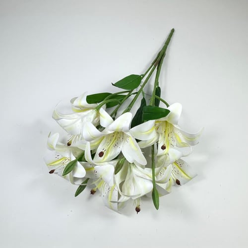 ورد كازابلانكا (ليليوم)