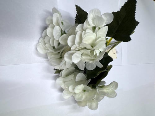 ورد بيبي هيدرنجا