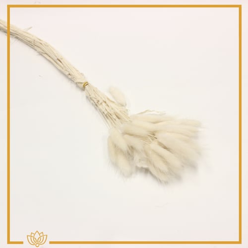 أغصان ذيل الارنب مجففة