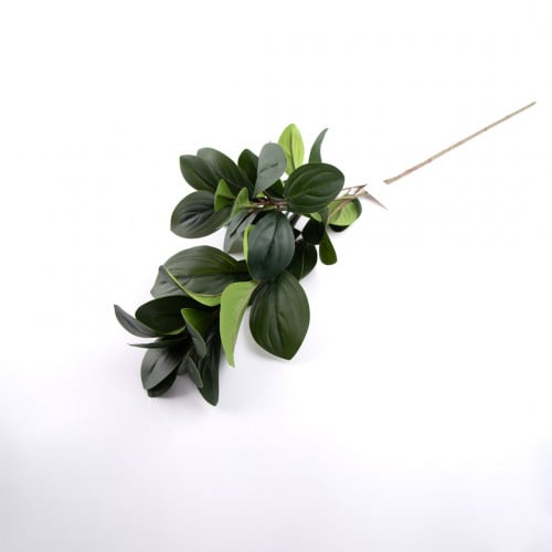 اغصان الليمون