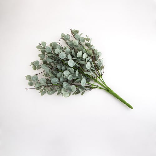 بانش كليبتوس صناعي