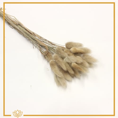 أغصان ذيل الارنب مجففة