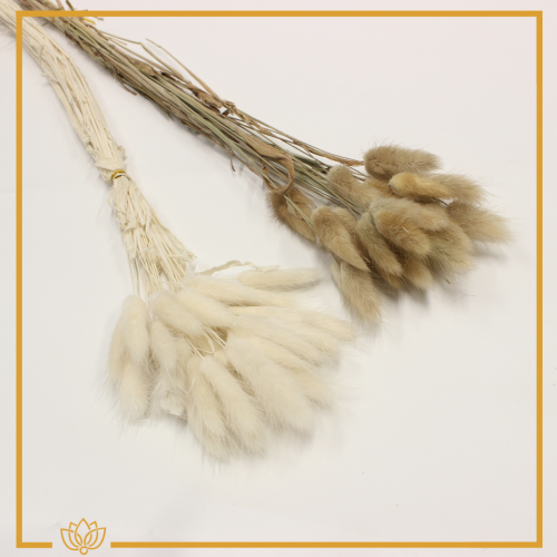 أغصان ذيل الارنب مجففة