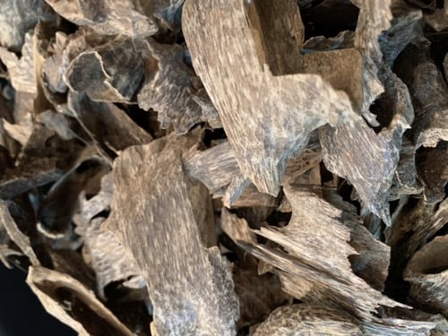 عود فتنامي مستزرع