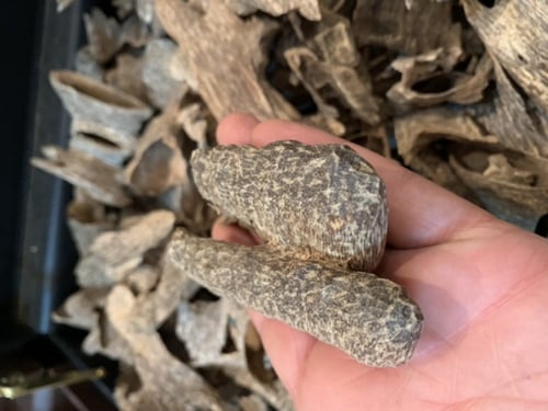 عود فتنامي مستزرع