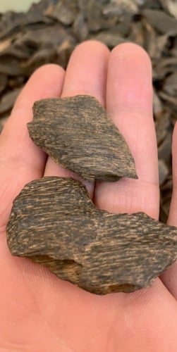 عود بنقلاديشي ميني وأصغر