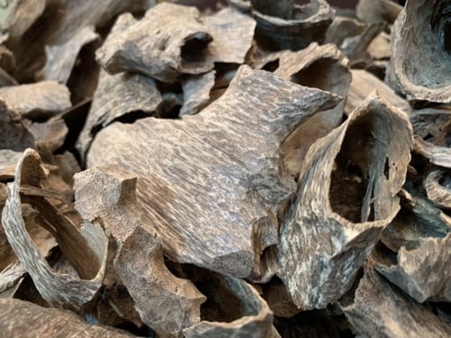 عود فتنامي مستزرع