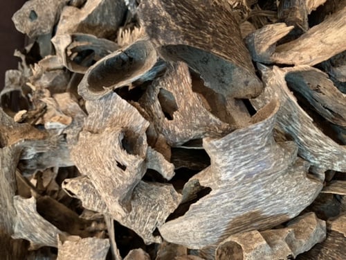 عود فتنامي مستزرع