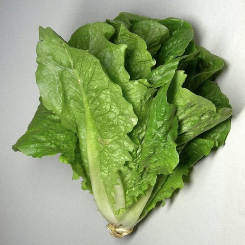 بذور الخس (Lactuca sativa)