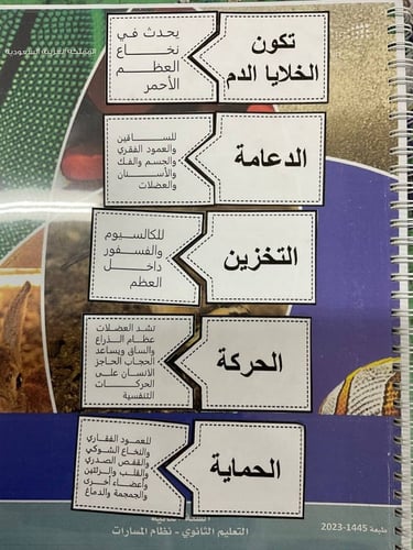 عرض لدرس الجهاز العضلي (فهم قرائي) - 02