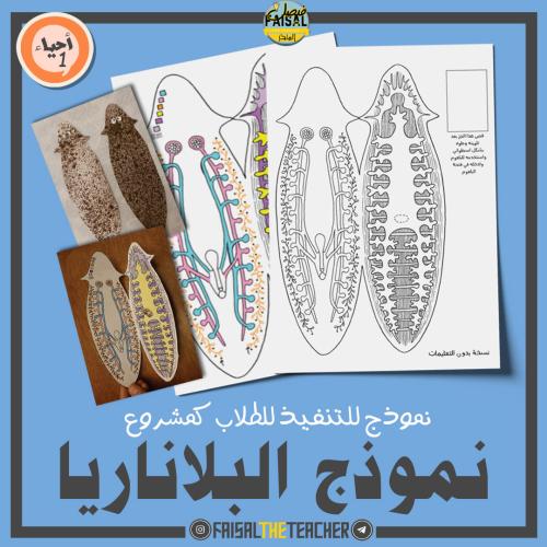 نموذج دودة البلاناريا