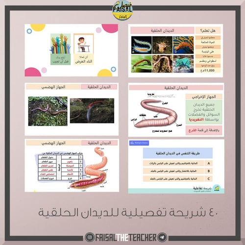 عرض بوربوينت تفاعلي لدرس الديدان الحلقية - احياء1