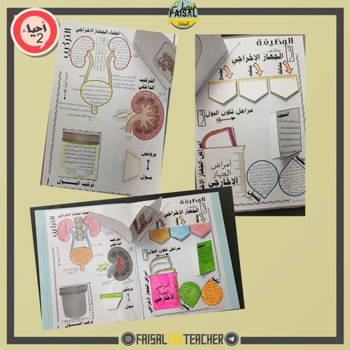 ملف الجهاز الإخراجي - ثلاثي الابعاد