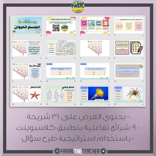 عرض تفاعلي لدرس مستويات بناء الجسم في الحيوانات -...