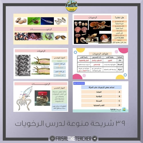 عرض بوربوينت تفاعلي لدرس الرخويات - احياء1