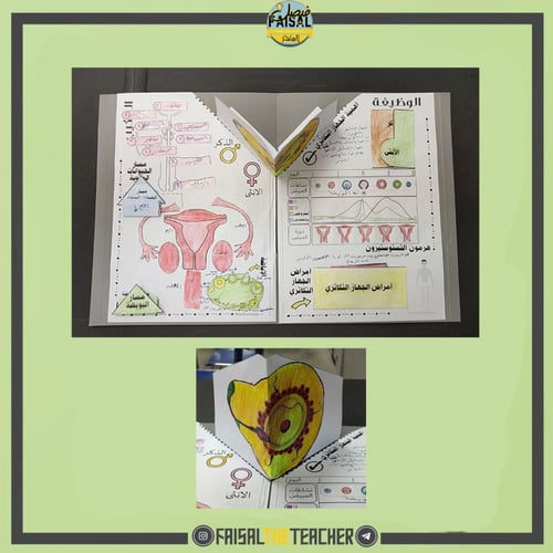 ملف الجهاز التكاثري - ثلاثي الابعاد