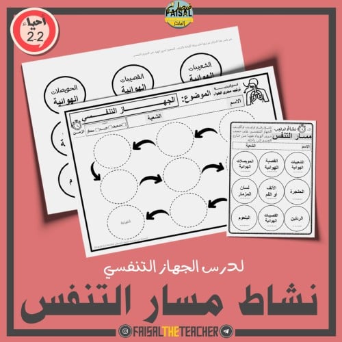 نشاط ترتيب مسار الهواء في الجهاز التنفسي - احياء 2...