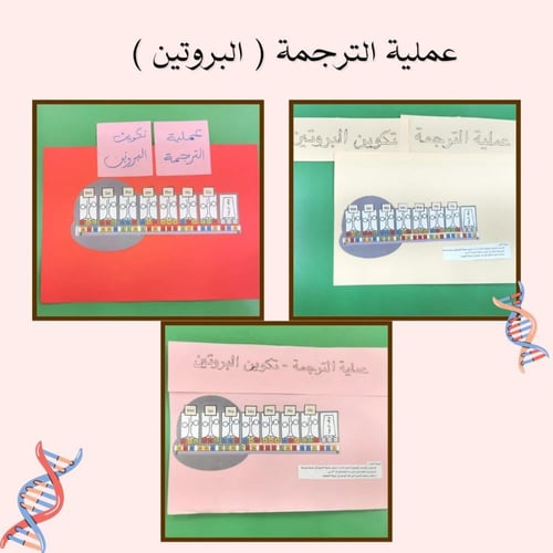 استراتيجية تمثيل عملية الترجمة في صناعة البروتين