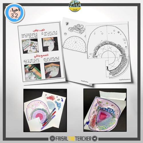 نموذج POP-UP للخلية الحيوانية