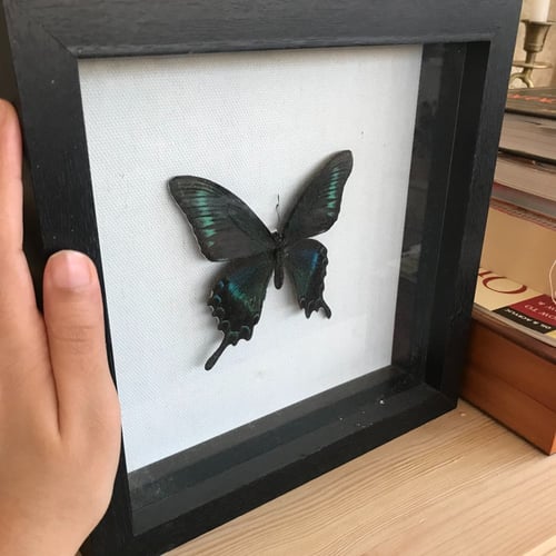 فراشه خضراء في برواز