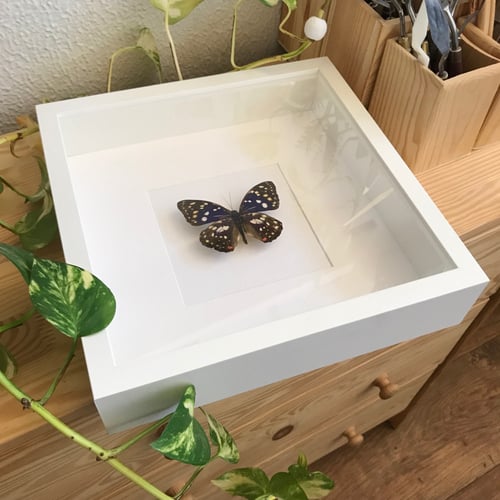 فراشه زرقاء