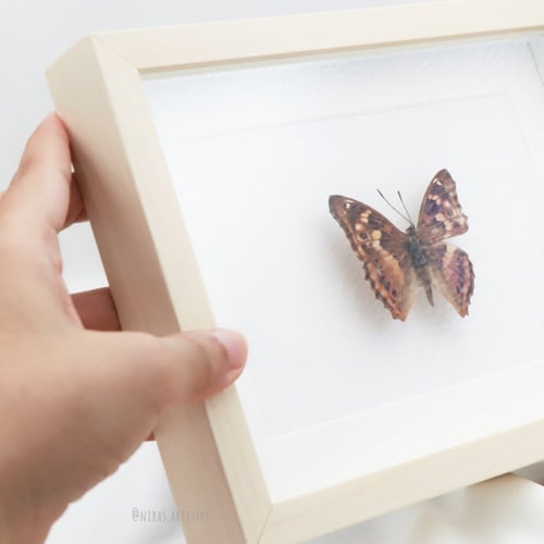 فراشه صغيره في برواز