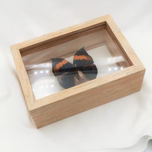 فراشة حقيقية