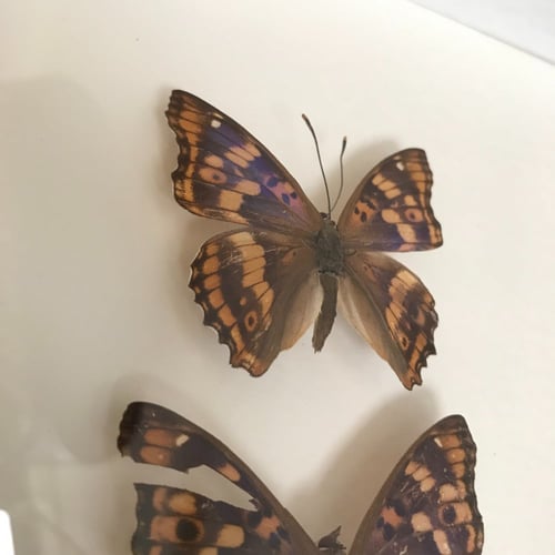 فراشه بنفسجيه