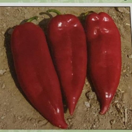 بذور فلفل طورشي