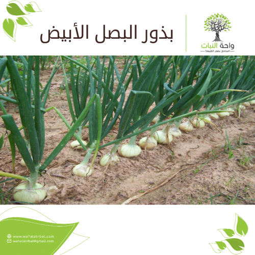 بذور البصل الأبيض (10 بذرات)