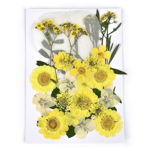 ورد مجفف مجموعة لون أصفر رقم 11