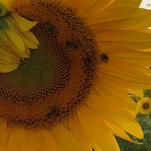 بذور دوار الشمس الحساوي العملاق