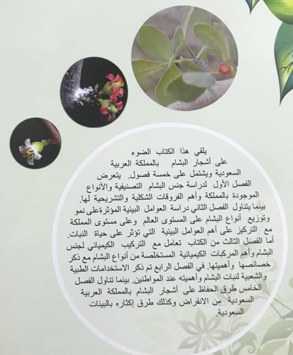 أشجار البشام بالمملكة العربية السعودية