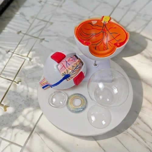 مجسم تشريح العين