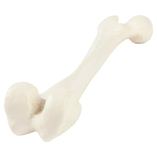 عظم Femur - عظام الأطراف السفلية بالحجم الحقيقي