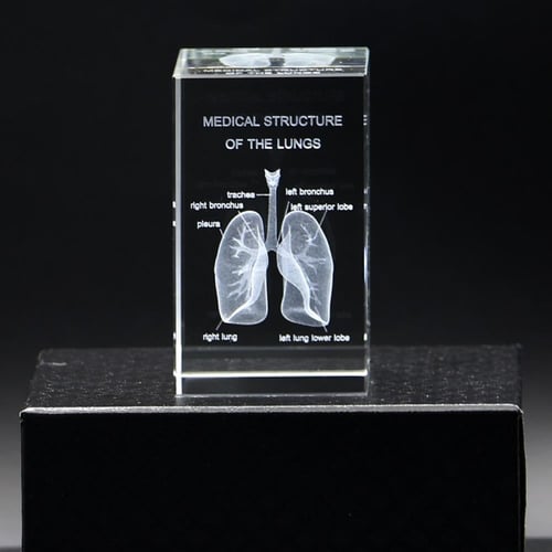 نموذج تشريحي ثلاثي الابعاد