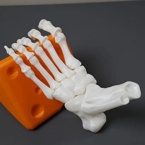 هيكل عظام القدم صغير