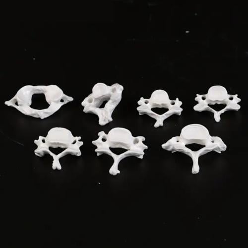 مجسم الفقرات الرقبية (Cervical)