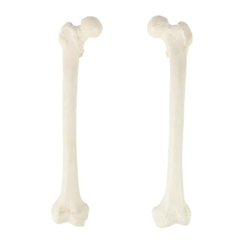 عظم Femur - عظام الأطراف السفلية بالحجم الحقيقي