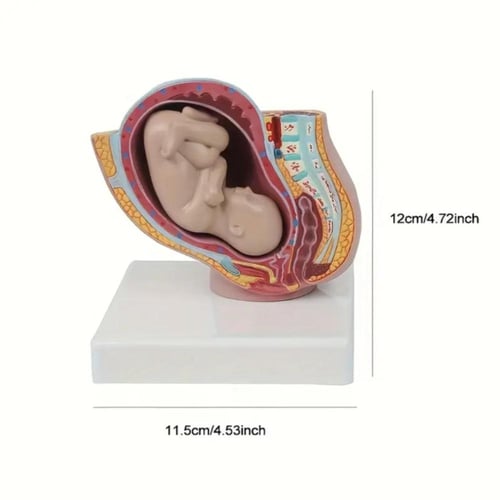 مجسم الجنين داخل الرحم